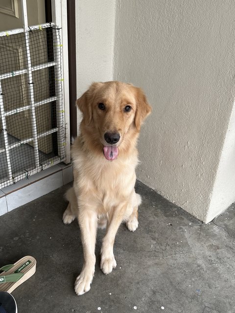 Long Long 龙龙 - Golden Retriever Dog