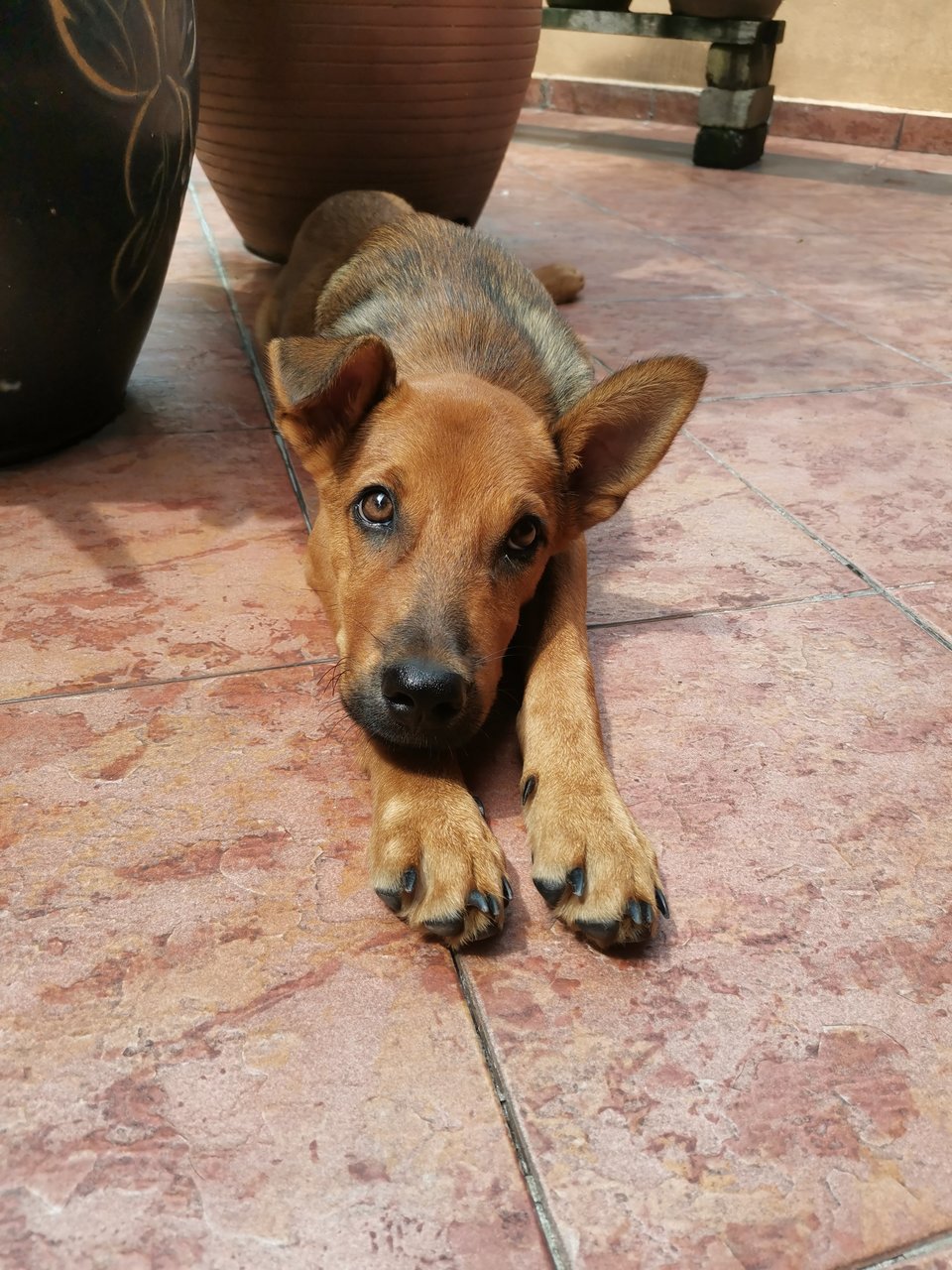  Free Adoption Urgently - Mixed Breed Dog