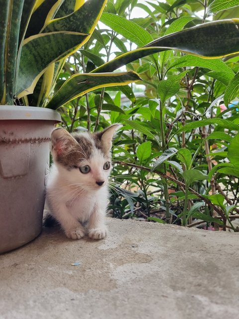 Eddie - Domestic Medium Hair Cat