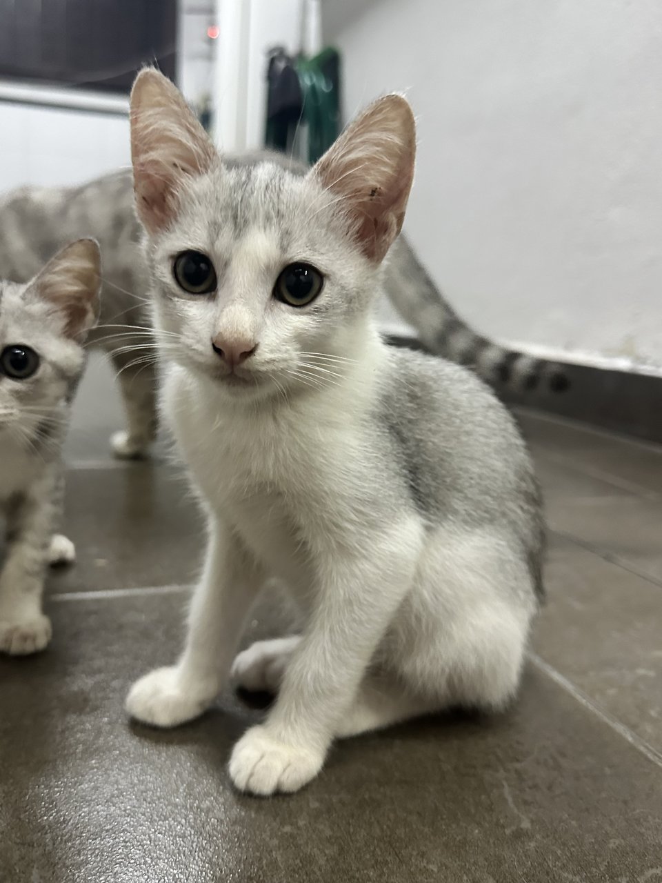 Comel, Cante, Smiley, Gambe,  Genti - Domestic Short Hair Cat