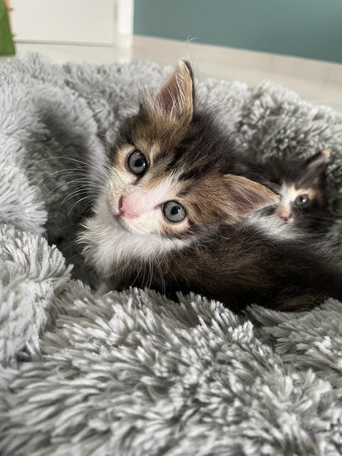 Powerpuff Kittens - Domestic Short Hair Cat