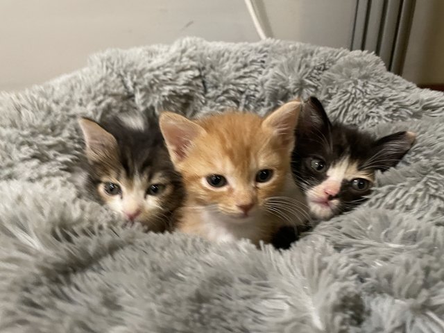 Powerpuff Kittens - Domestic Short Hair Cat