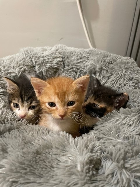 Powerpuff Kittens - Domestic Short Hair Cat