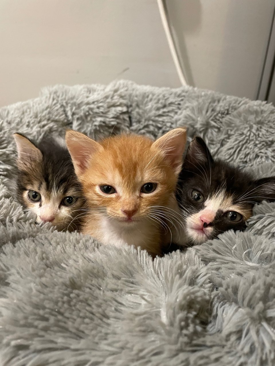 Powerpuff Kittens - Domestic Short Hair Cat