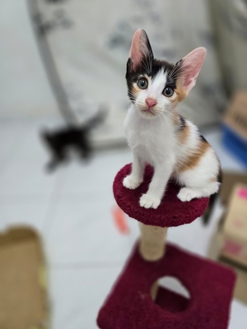 Kopi Peng (Tortie) | Cham Peng (Calico) - Domestic Short Hair Cat