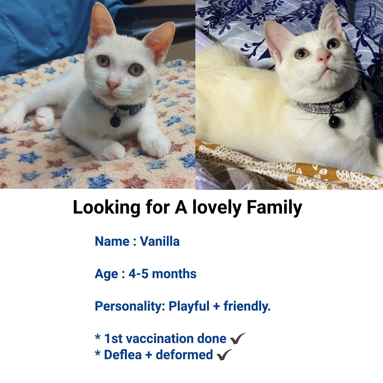 Vanilla  - Domestic Short Hair Cat