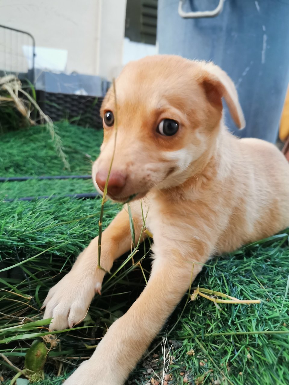 Yuki - Mixed Breed Dog