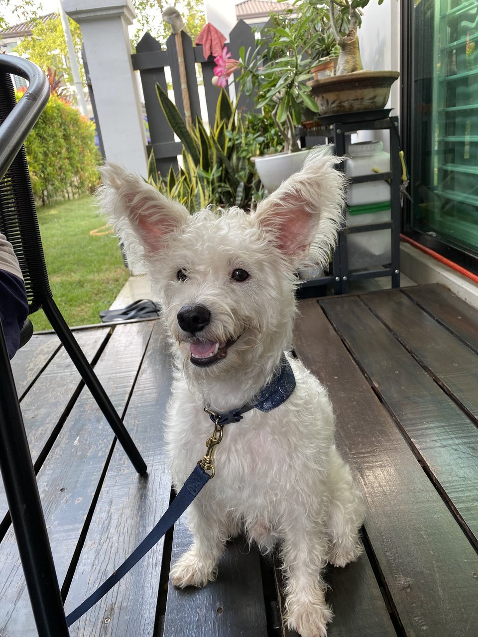 Sugar - West Highland White Terrier Westie Mix Dog