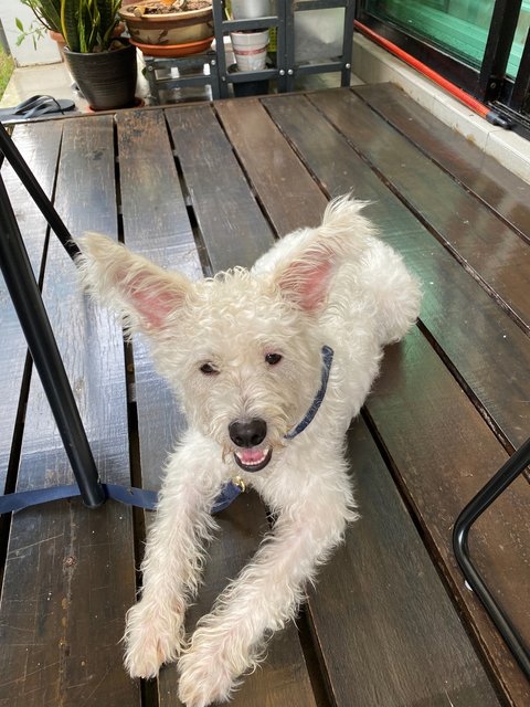 Sugar - West Highland White Terrier Westie Mix Dog