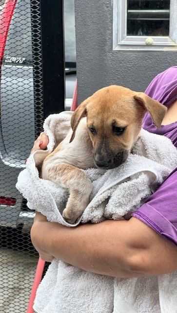 Mummy &amp; 5 Puppies - Mixed Breed Dog