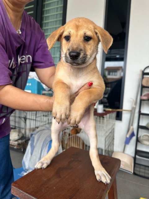 Mummy &amp; 5 Puppies - Mixed Breed Dog