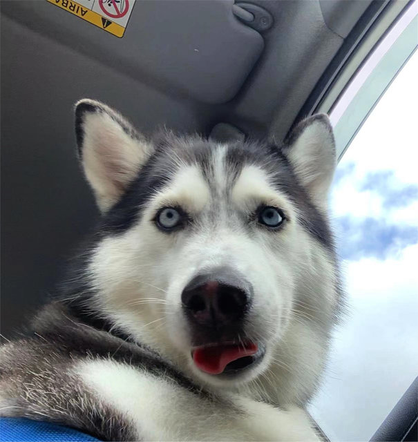 Diss - Siberian Husky Dog