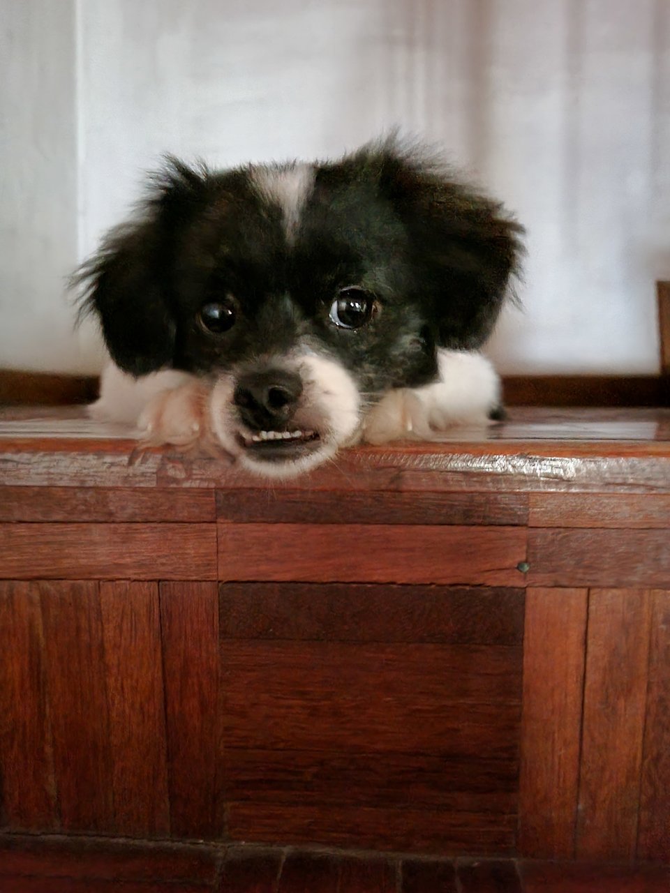 Moneey - Schnauzer + Pekingese Dog