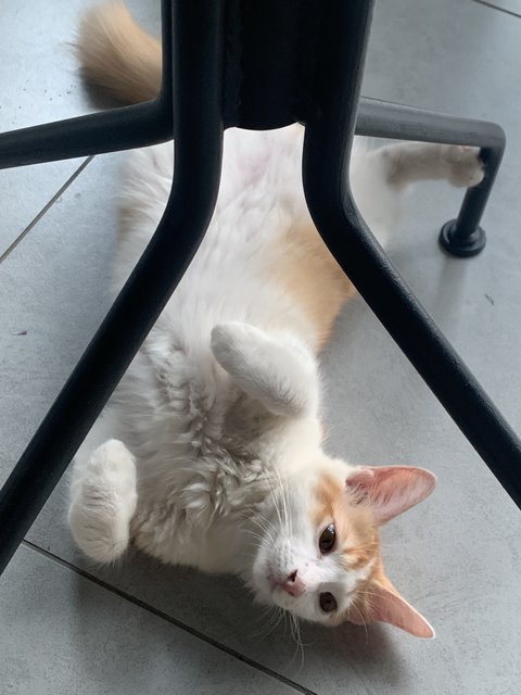 Hachiko - Turkish Angora + Tuxedo Cat