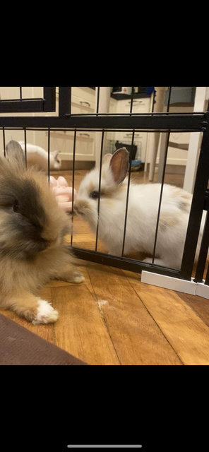 White Baby Bunny - Jersey Wooly Rabbit