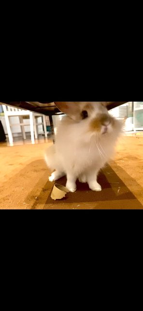 White Baby Bunny - Jersey Wooly Rabbit