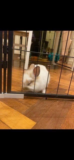 White Baby Bunny - Jersey Wooly Rabbit