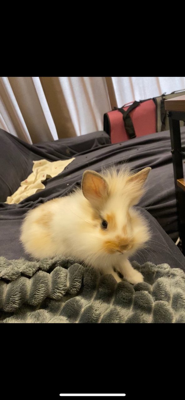 White Baby Bunny - Jersey Wooly Rabbit