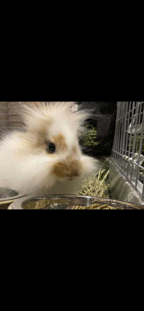 Toffee - Jersey Wooly Rabbit