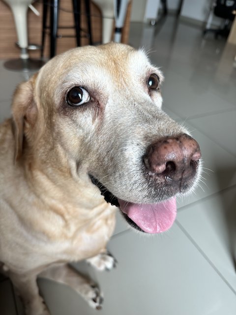 Ginger - Yellow Labrador Retriever Dog