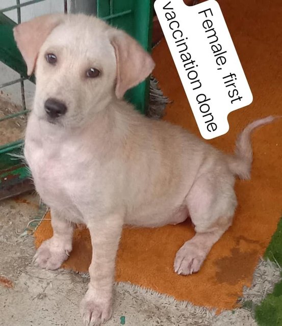 2-3 Month Old Puppies - Mixed Breed Dog