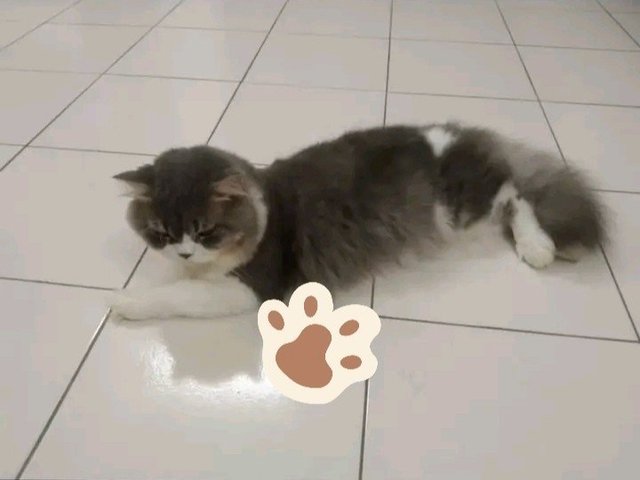 Boba - British Shorthair + Persian Cat