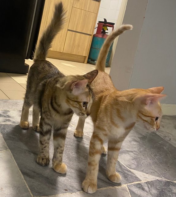 Ruby &amp; Bomby - Domestic Short Hair Cat