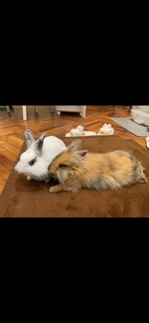 Mama Rabbit - Jersey Wooly Rabbit