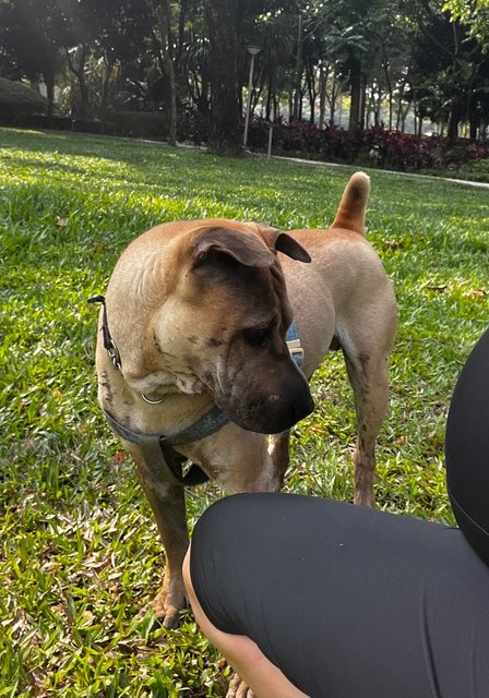 Peps - Shar Pei Dog