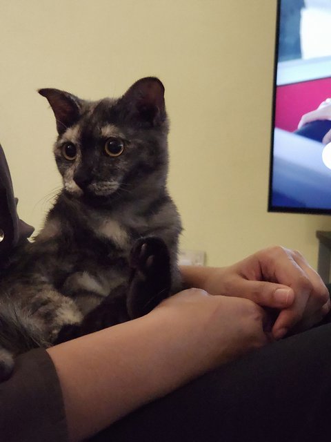 Brownie - British Shorthair + Domestic Medium Hair Cat