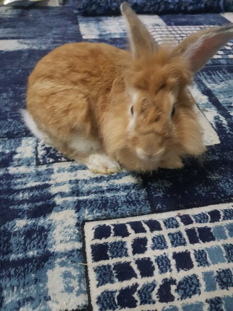 Kolat - Lionhead + Dutch Rabbit