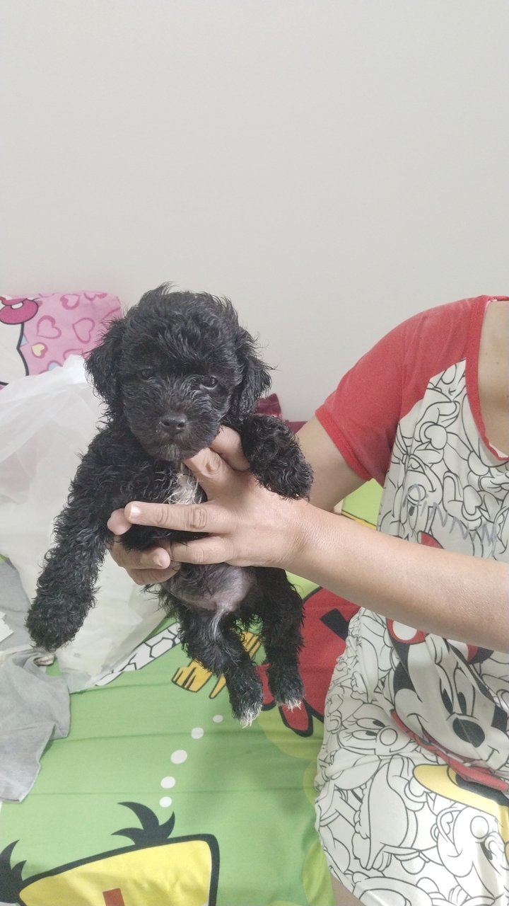 Toy Poodle - Poodle Dog