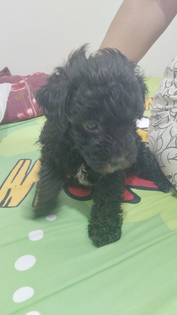 Toy Poodle - Poodle Dog