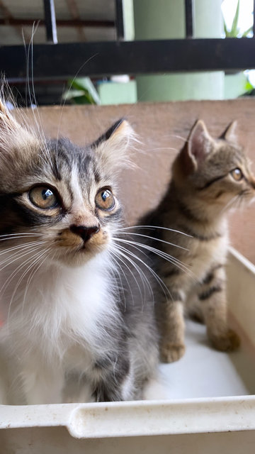 Tabby &amp; Oreo💕 - Domestic Medium Hair + Domestic Short Hair Cat