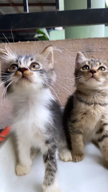 Tabby &amp; Oreo💕 - Domestic Medium Hair + Domestic Short Hair Cat