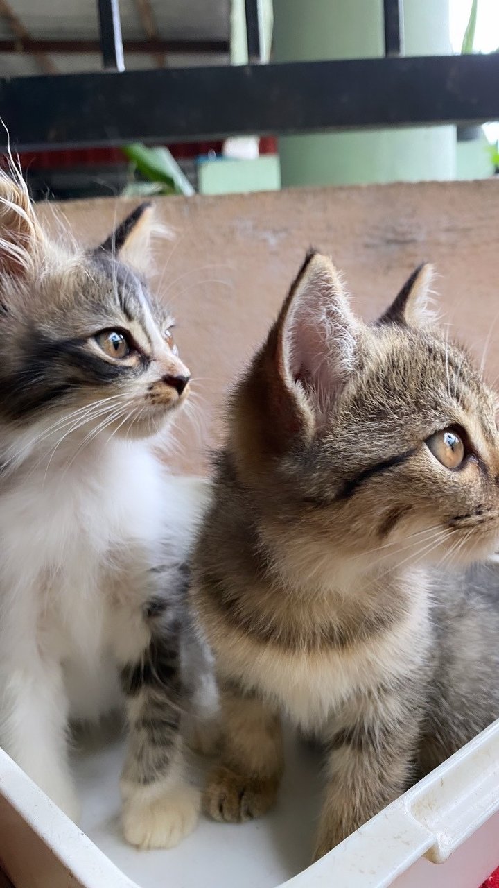 Tabby &amp; Oreo💕 - Domestic Medium Hair + Domestic Short Hair Cat