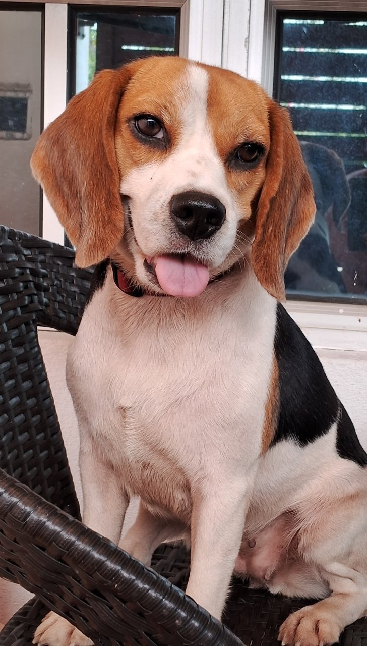 Charley - Beagle Dog