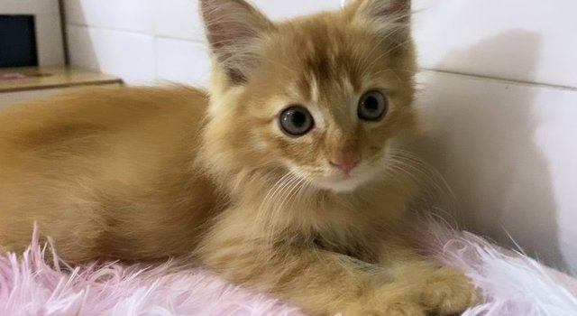 Oyen Is Available Now!😍 - Domestic Medium Hair Cat