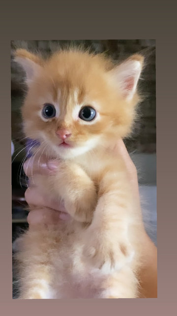 Oyen Is Available Now!😍 - Domestic Medium Hair Cat