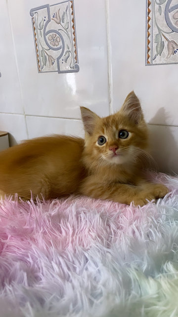 Oyen Is Available Now!😍 - Domestic Medium Hair Cat