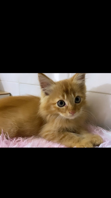 Oyen Is Available Now!😍 - Domestic Medium Hair Cat