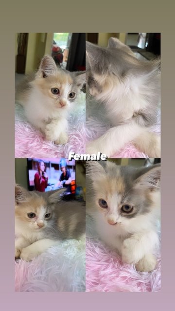 Rasti Is Available Now 🎀💕 - Domestic Medium Hair Cat