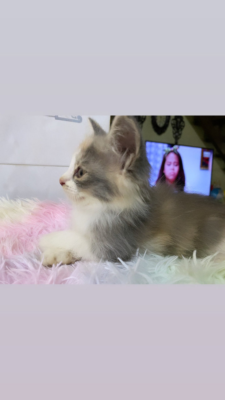 Rasti Is Available Now 🎀💕 - Domestic Medium Hair Cat