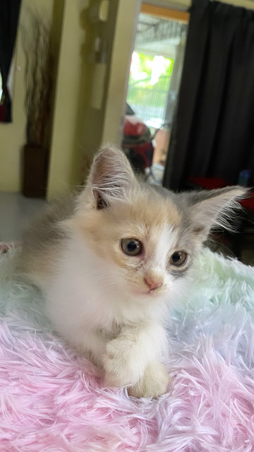 Rasti Is Available Now 🎀💕 - Domestic Medium Hair Cat