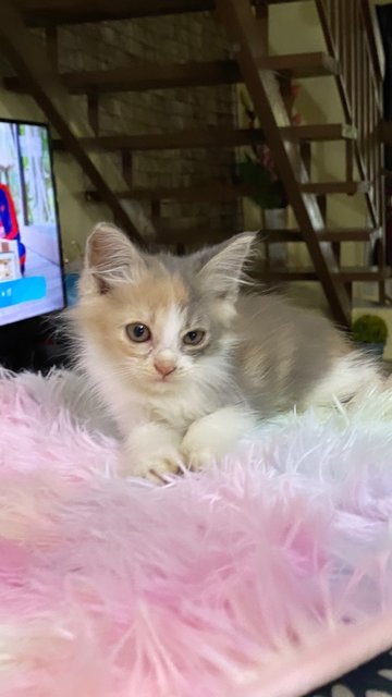 Rasti Is Available Now 🎀💕 - Domestic Medium Hair Cat