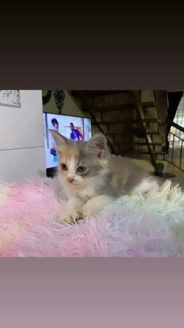 Rasti Is Available Now 🎀💕 - Domestic Medium Hair Cat