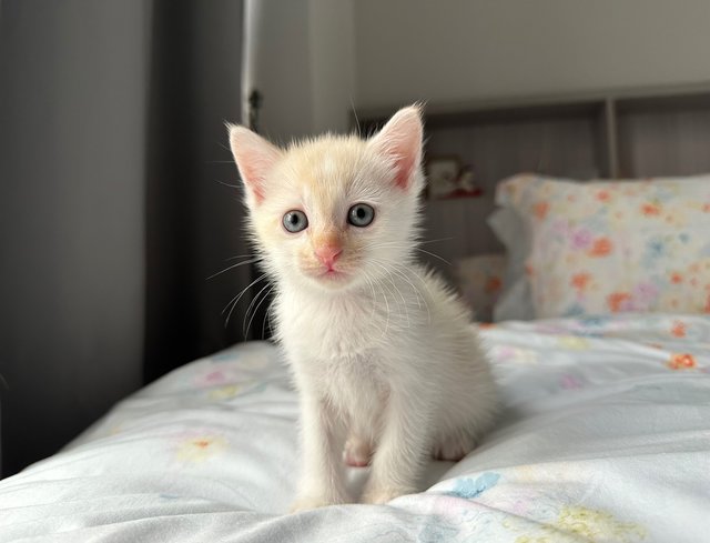 Mummy Rosie &amp; 3 Bbs - Domestic Short Hair Cat