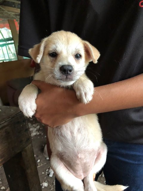 God's Gift 2 - Mixed Breed Dog