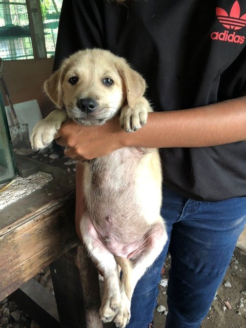 God's Gift 2 - Mixed Breed Dog