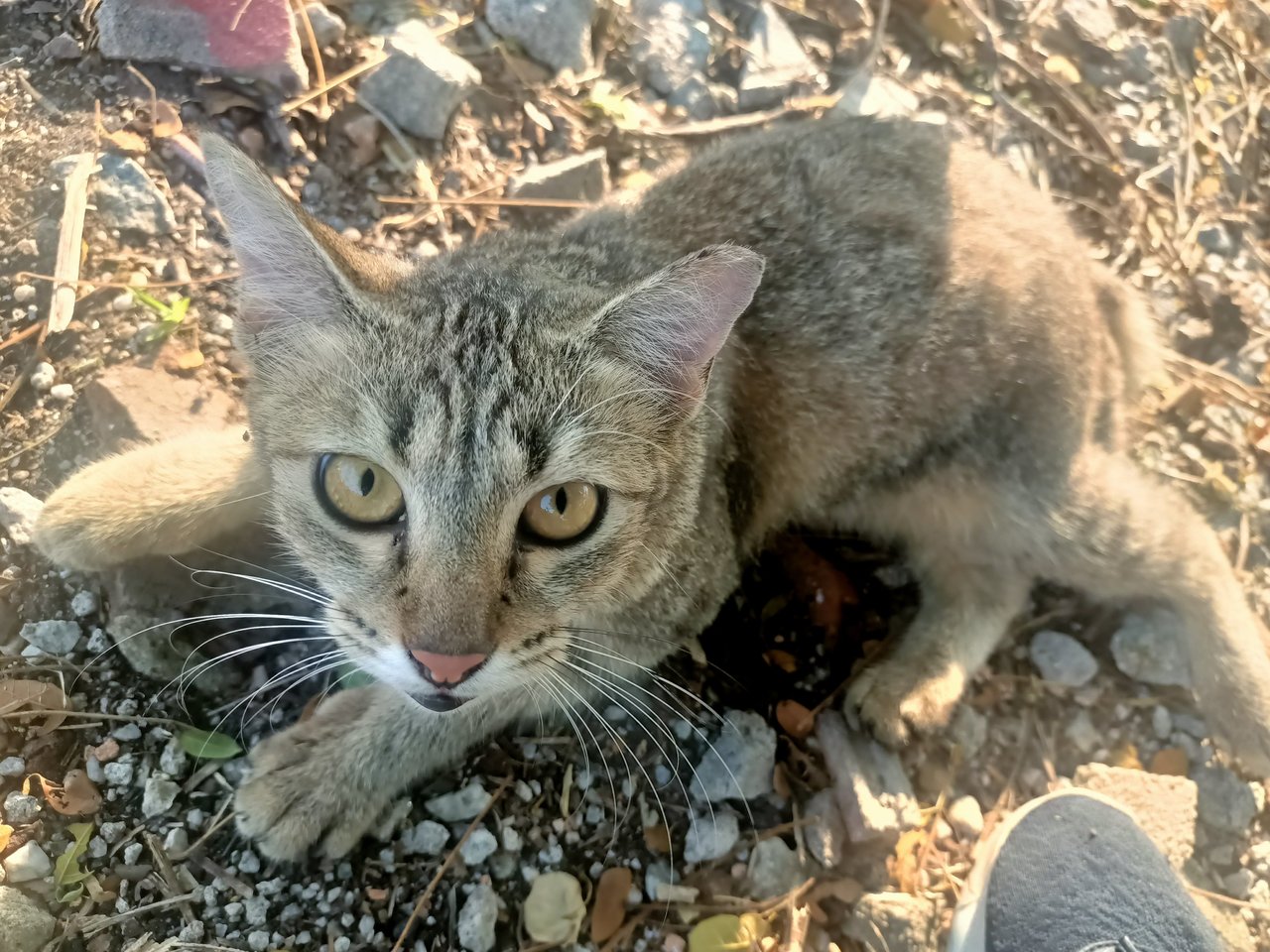 Dobby - Domestic Short Hair Cat